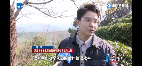 春茶開采正當時！揭秘托普云農(nóng)如何用科技“制”出一杯數(shù)字好茶